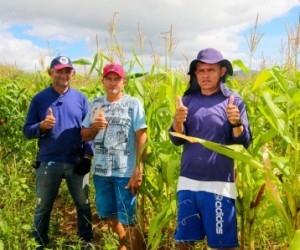 Com o apoio da Prefeitura Embrapa e Chesf cerca de 20 produtores da Caiçara colheram em média 60 mil espigas de milho