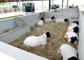 VI Exposição Especializada de Caprinos e Ovinos