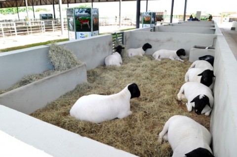 VI Exposição Especializada de Caprinos e Ovinos