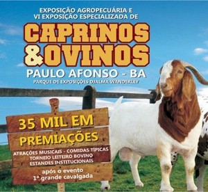 VI Exposição Especializada de Caprinos e Ovinos conta com a premiação de R$ 35 mil e shows de Saia Rodada e Gaviões do Forró
