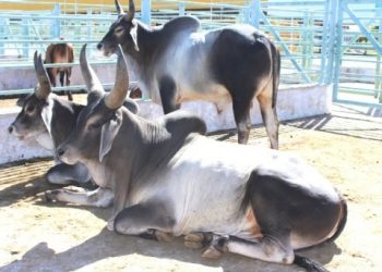 Prefeito realiza vistoria de rebanho para melhoramento genético de bovino de corte