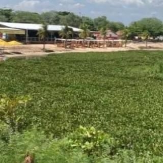 Ao apreciar petição do município sobre descumprimento da decisão, justiça determina retirada das baronesas pela Chesf