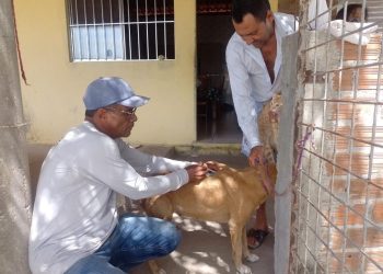 Em duas semanas da Campanha de Vacinação Antirrábica na área rural foram vacinados mais de 2.800 animais