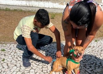 Até o momento, vacinação de cães e gatos imuniza cerca de 12 mil animais na área urbana e rural