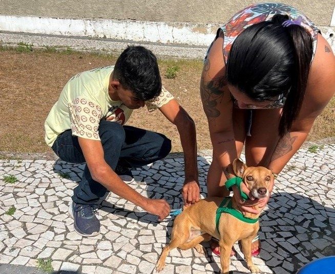 Até o momento, vacinação de cães e gatos imuniza cerca de 12 mil animais na área urbana e rural