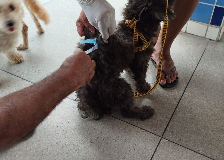 Com dia D no BTN, campanha de Vacinação Antirrábica imuniza cerca de 17 mil animais