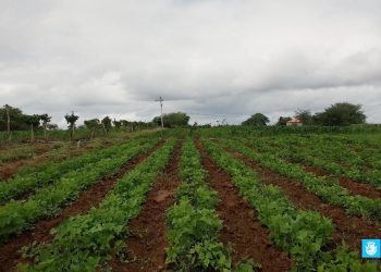 Com o apoio da Prefeitura, 35 produtores da Caiçara produziram 150 mil espigas de milho para venda durante o festejo junino