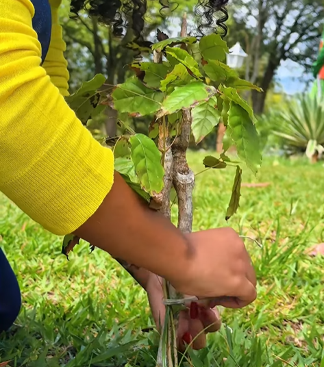 Arboriza Paulo Afonso: Plantando um futuro sustentável