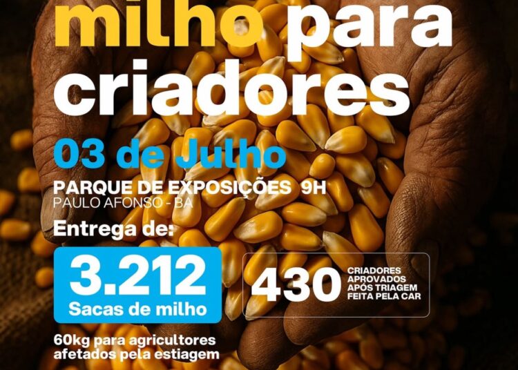 Prefeitura de Paulo Afonso inicia entrega de 3.212 sacas de milho a criadores afetados pela estiagem