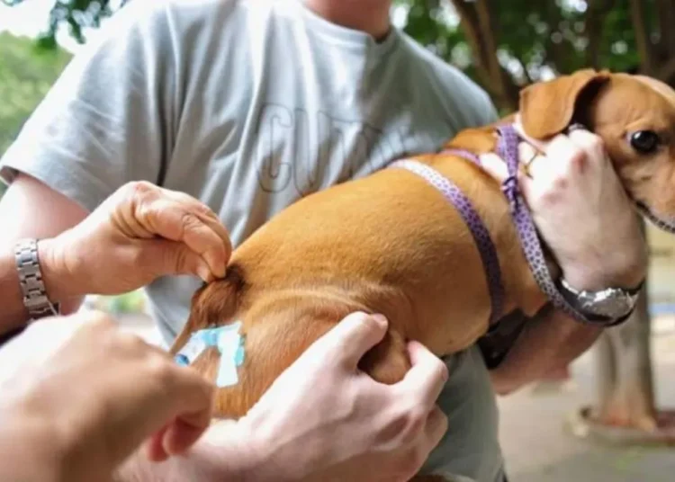 Prefeitura de Paulo Afonso inicia Campanha de Vacinação Antirrábica 2025 em comunidades da zona rural
