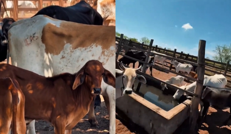 Prefeitura de Paulo Afonso intensifica abastecimento no Raso do Juá e garante água para 2 mil animais diariamente