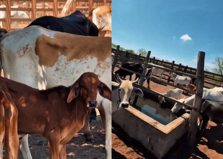 Prefeitura de Paulo Afonso intensifica abastecimento no Raso do Juá e garante água para 2 mil animais diariamente