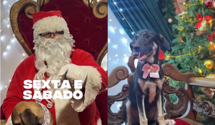 Prefeitura de Paulo Afonso promove campanha de adoção responsável durante o Natal Energia 2025