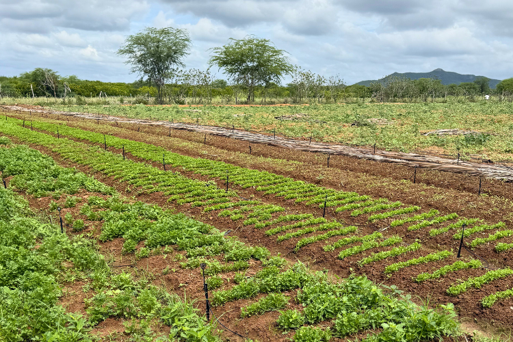 Gestão municipal atua de forma célere e assegura fornecimento de água para agricultores do Distrito da Caiçara