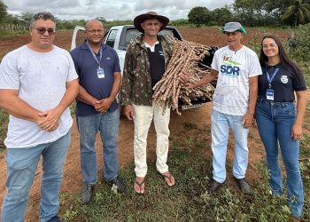 Produtores recebem mudas de nova variedade de mandioca através do projeto Lagos do São Francisco