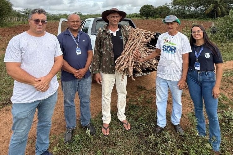 Produtores recebem mudas de nova variedade de mandioca através do projeto Lagos do São Francisco