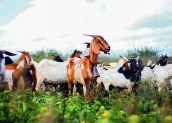 Seminário Territorial de Caprinos e Ovinos do Território Itaparica busca integrar os diversos atores da cadeia produtiva