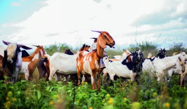 Seminário Territorial de Caprinos e Ovinos do Território Itaparica busca integrar os diversos atores da cadeia produtiva
