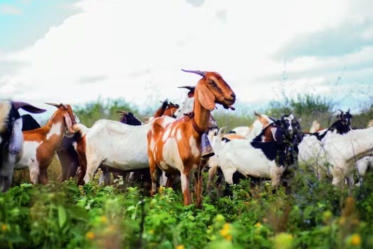 Seminário Territorial de Caprinos e Ovinos do Território Itaparica busca integrar os diversos atores da cadeia produtiva